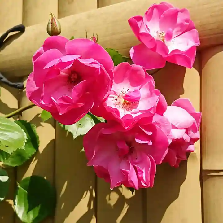 寿量山 速成寺の自然