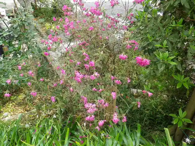 荏柄天神社の自然