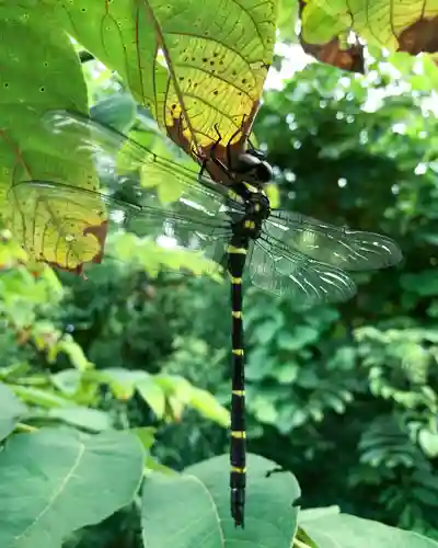 高司神社〜むすびの神の鎮まる社〜(福島県)