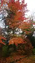 永山神社の自然