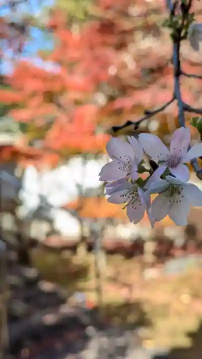 興聖寺(京都府)