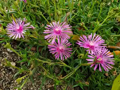 八幡神社の自然