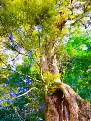 蛟蝄神社奥の宮の自然