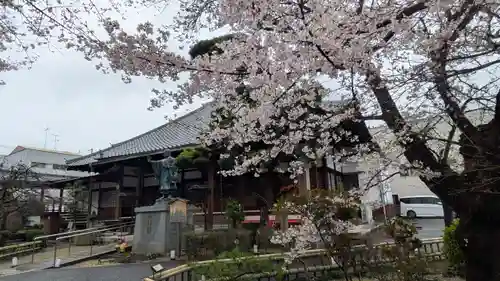 墨染寺（桜寺）(京都府)