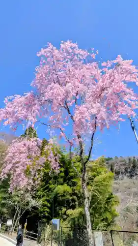 金櫻神社(山梨県)