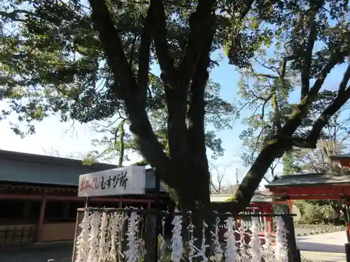 富士山本宮浅間大社の自然