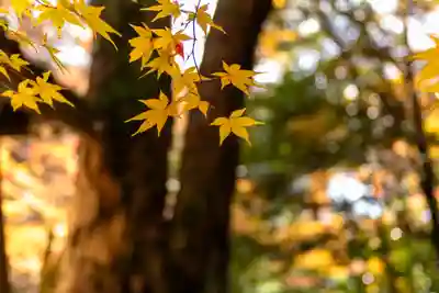 柞原八幡宮(大分県)