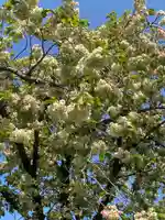 鷲宮神社の自然