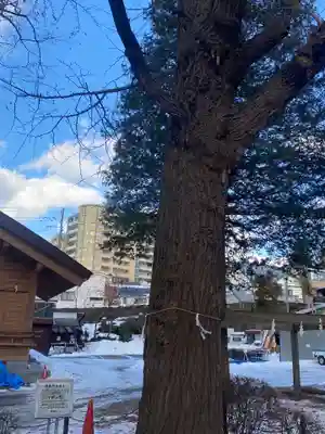 住吉神社の自然