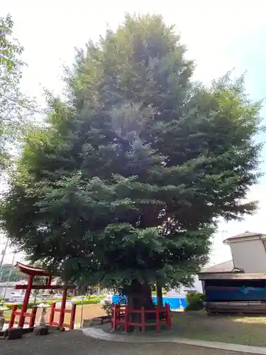東中野熊野神社(東京都)