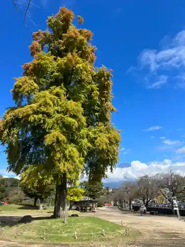 富士山本宮浅間大社の自然
