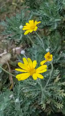 香雪院(京都府)