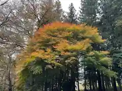 大宮温泉神社の建物その他