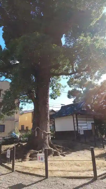 五社神社の自然