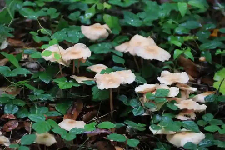 阿久津「田村神社」(郡山市阿久津町)旧社名:伊豆箱根三嶋三社の庭園