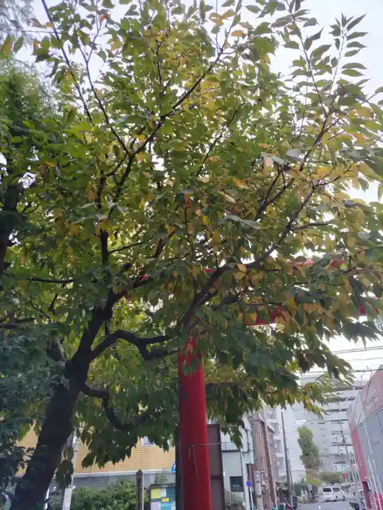 大綱金刀比羅神社の自然