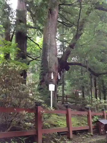 日光二荒山神社の自然