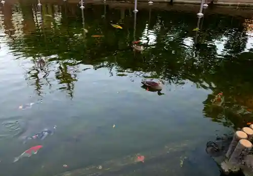 川崎大師（平間寺）の動物