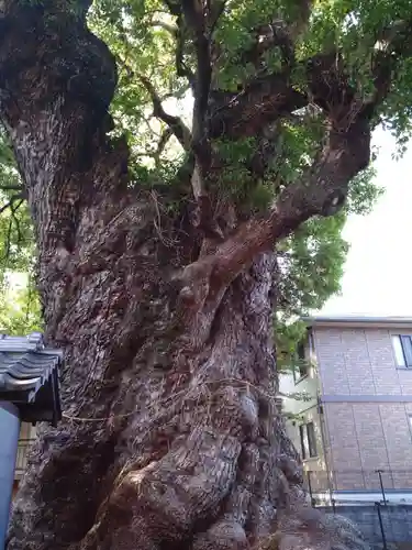 高橋東神社(熊本県)
