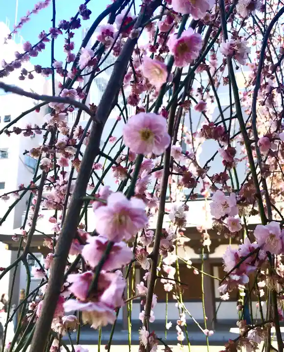 湯島天満宮の自然