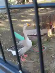 菊田神社の動物