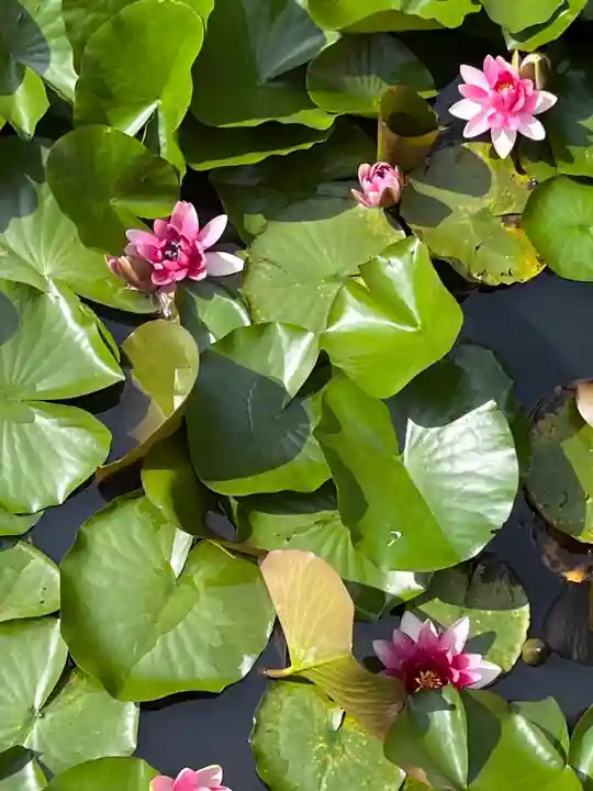 高山稲荷神社の自然