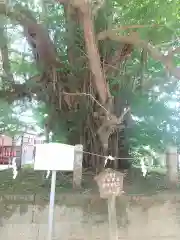 野木神社(栃木県)