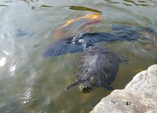 正法山達磨寺の動物