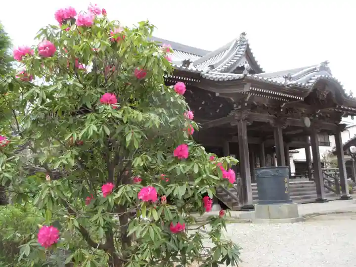 金蔵寺の本殿・本堂