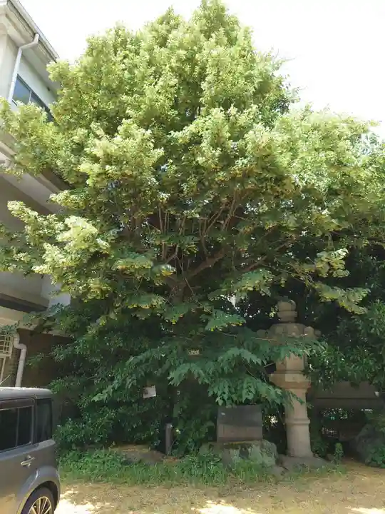 深澤神社の自然
