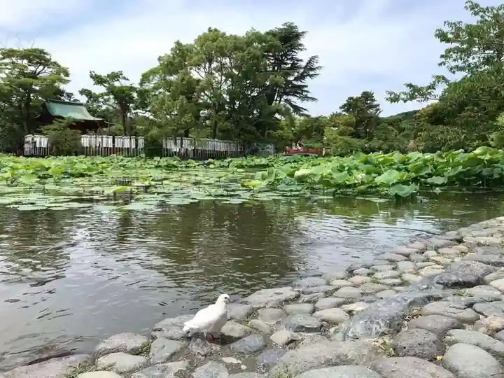 旗上弁財天社の動物