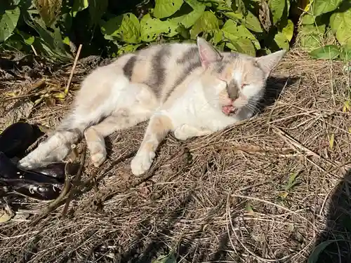 一心寺・一心禅寺の動物