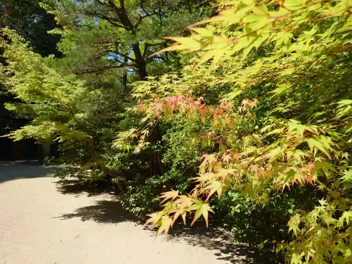 宇治上神社の自然