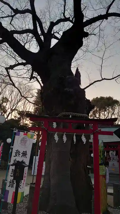 新田神社の自然