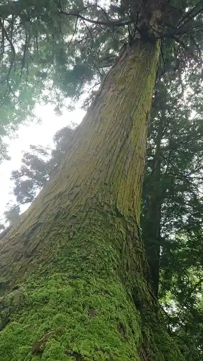 健武山神社の自然