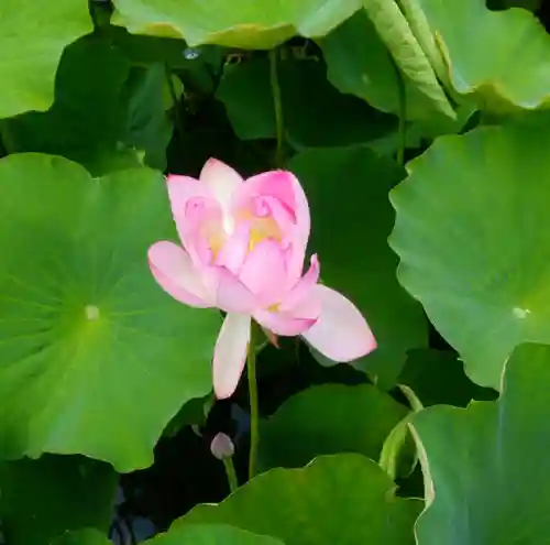 伊賀八幡宮の自然