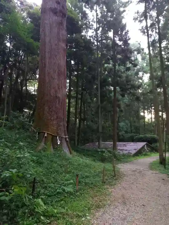 土佐神社の自然