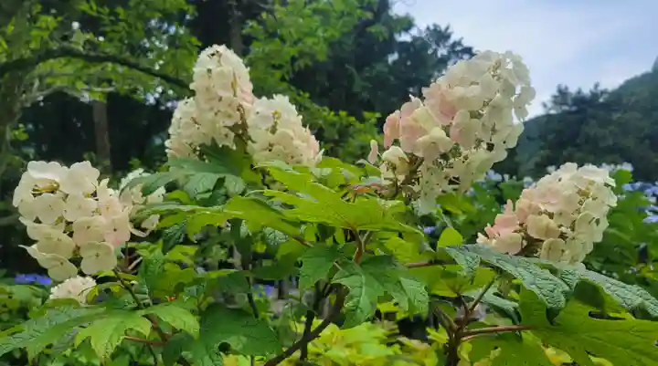 惣河内神社(愛媛県)