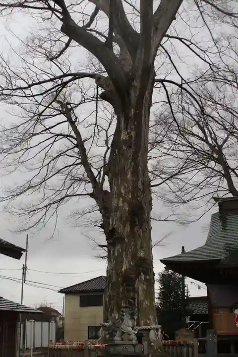 守谷総鎮守 八坂神社の自然