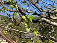 龍隠庵の{uncategorized: "未分類", other: "その他", undefined: "問題あり", building: "その他建物", grave: "お墓", sacred_gate: "鳥居", guardian: "狛犬", statue: "像", buddha: "仏像", history: "歴史", nature: "自然", garden: "庭園", animal: "動物", pagoda: "塔", temizu: "手水舎", mountain_gate: "山門・神門", sanctuary: "本殿・本堂", subordinate: "末社・摂社", art: "芸術", scenery: "景色", jizo: "地蔵", ema: "絵馬", goshuin: "御朱印", omikuji: "おみくじ", items: "授与品その他", amulet: "お守り", goshuincho: "御朱印帳", eats: "食事", festival: "お祭り", votive_dance: "神楽", shichigosan: "七五三参", wedding: "結婚式", experience: "体験その他", initially: "初詣", around: "周辺", anti_infection: "感染症対策"}