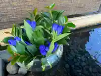 上尾御嶽神社の手水舎