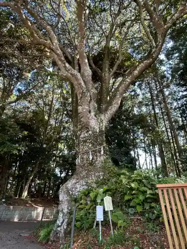 神明神社（石神さん）の{uncategorized: "未分類", other: "その他", undefined: "問題あり", building: "その他建物", grave: "お墓", sacred_gate: "鳥居", guardian: "狛犬", statue: "像", buddha: "仏像", history: "歴史", nature: "自然", garden: "庭園", animal: "動物", pagoda: "塔", temizu: "手水舎", mountain_gate: "山門・神門", sanctuary: "本殿・本堂", subordinate: "末社・摂社", art: "芸術", scenery: "景色", jizo: "地蔵", ema: "絵馬", goshuin: "御朱印", omikuji: "おみくじ", items: "授与品その他", amulet: "お守り", goshuincho: "御朱印帳", eats: "食事", festival: "お祭り", votive_dance: "神楽", shichigosan: "七五三参", wedding: "結婚式", experience: "体験その他", initially: "初詣", around: "周辺", anti_infection: "感染症対策"}