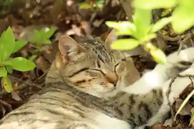 玉野御嶽神社(愛知県)