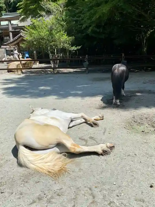 丹生川上神社(下社)(奈良県)