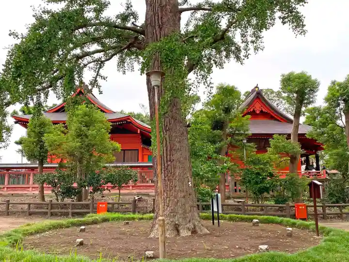 飯香岡八幡宮の自然