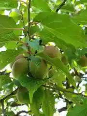 鳳林寺の自然