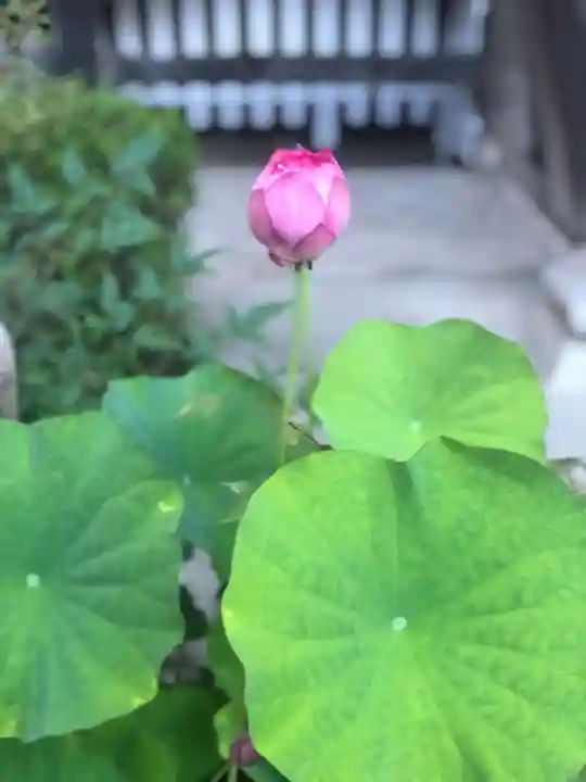 木舟山 順教寺の庭園