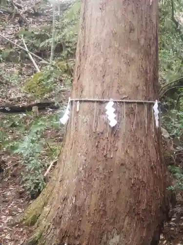 舟津神社の自然
