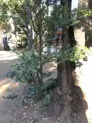 天沼八幡神社の自然