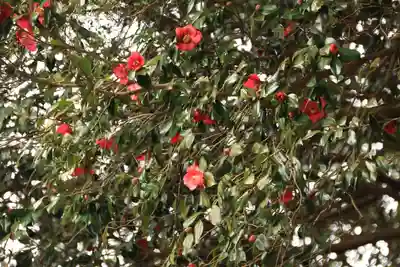 愛宕神社の自然